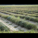 Ein abgeerntetes Lavendelfeld